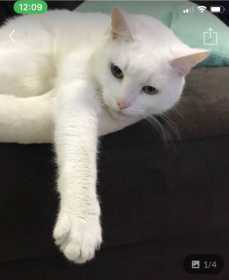 Lost Cat
