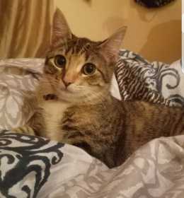 Lost Cat