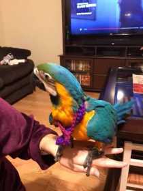 Lost Macaw