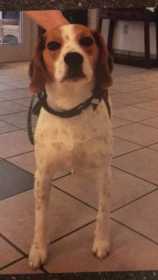 Lost Dog