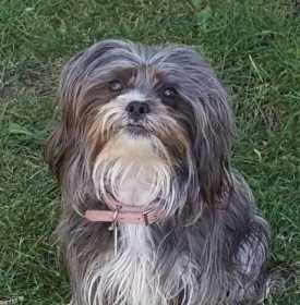 Lost Dog