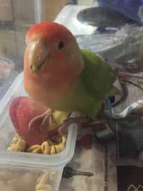 Lost Lovebird