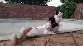 Lost Cat