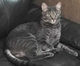 Lost Cat