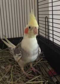 Lost Cockatiel