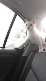 Lost Cat
