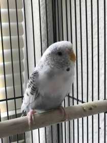 Lost Budgerigar
