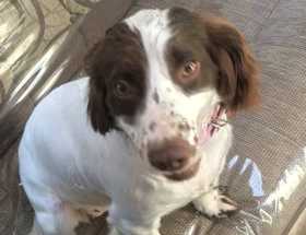 Lost Dog