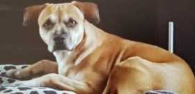 Lost Dog