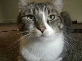 Lost Cat