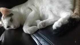 Lost Cat