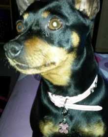Lost Dog