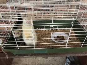 Lost Ferret