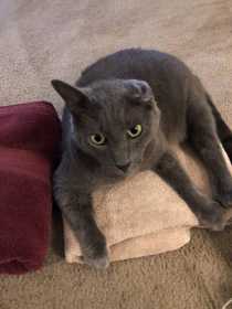 Lost Cat