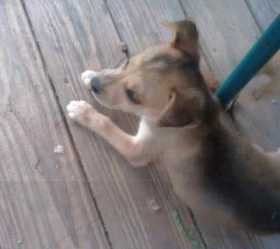 Lost Dog