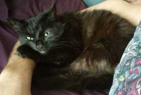 Lost Cat