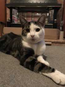 Lost Cat