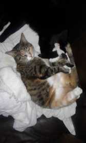 Lost Cat