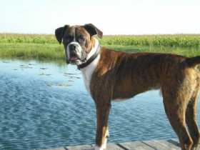 Lost Dog