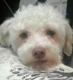 Lost Dog