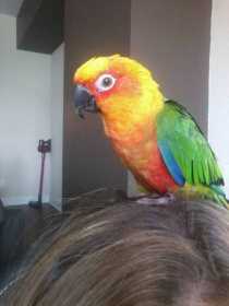 Lost Conure