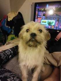 Lost Dog