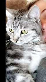 Lost Cat