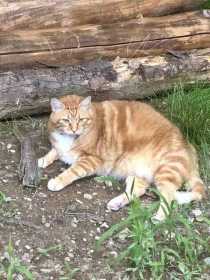 Lost Cat