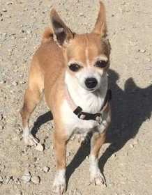 Lost Dog