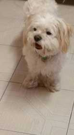 Lost Dog