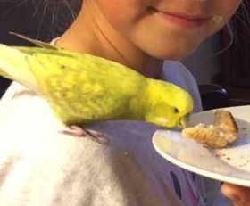 Lost Budgerigar