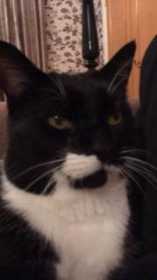 Lost Cat