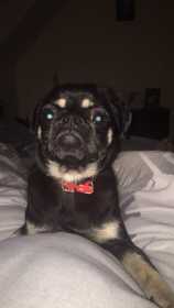Lost Dog