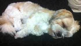Lost Dog