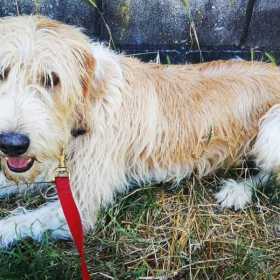 Lost Dog