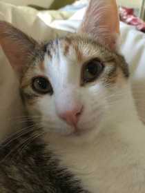 Lost Cat