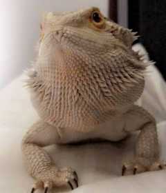 Lost Bearded dragon