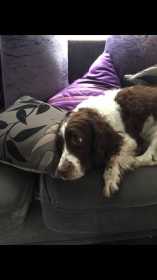 Lost Dog