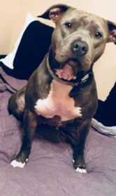 Lost Dog