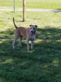 Lost Dog