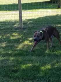 Lost Dog