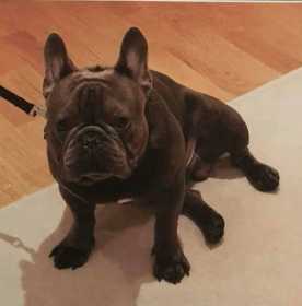 Lost Dog