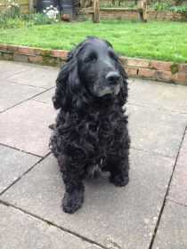 Lost Dog