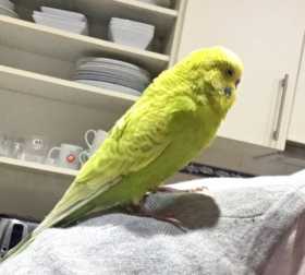 Lost Budgerigar