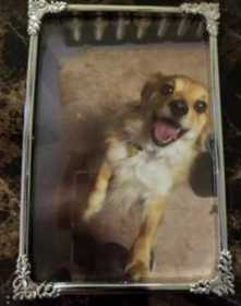 Lost Dog
