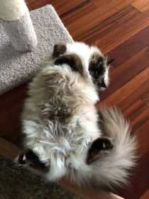 Lost Cat