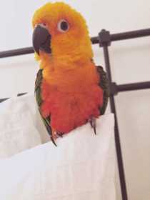 Lost Conure