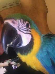 Lost Macaw