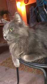Lost Cat