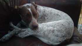 Lost Dog